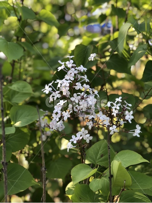 꽃,식물,라일락,분홍,초록,자연,flower,plants,lilac,pink,green,hana,shokubutsu,rairakku,pinku,midori,식물,자연,plants,nature,꽃,flower