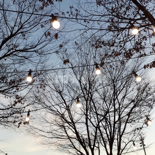 겨울나무,전구나무,전구,하늘,하늘나무,야경,밤,풍경,nightscape,night,landscape,animal,동물,bird,새,lamp post,램프 포스트