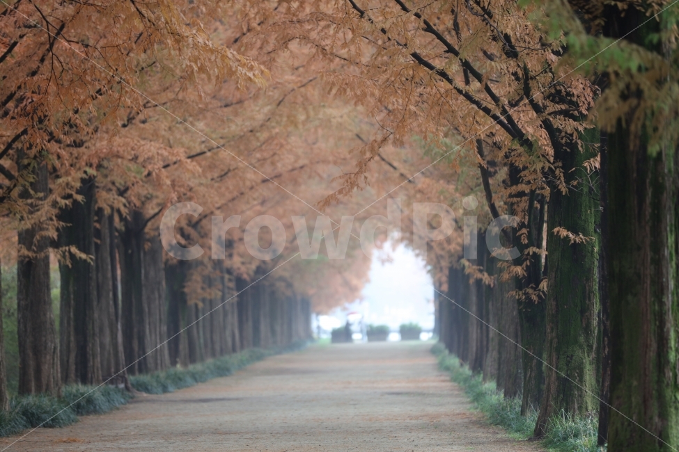 자연,풍경,나무,담양,메타세콰이어,단풍,노랑,감성,길,자연,풍경,nature,landscape,가을,계절,fall,autumn,season,plant,식물,tree