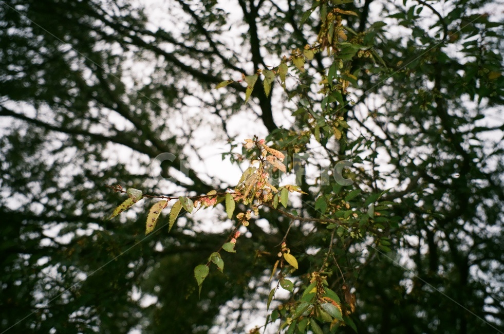 여름,하늘,초록색,필름사진,나무,역광,식물,자연,plants,nature