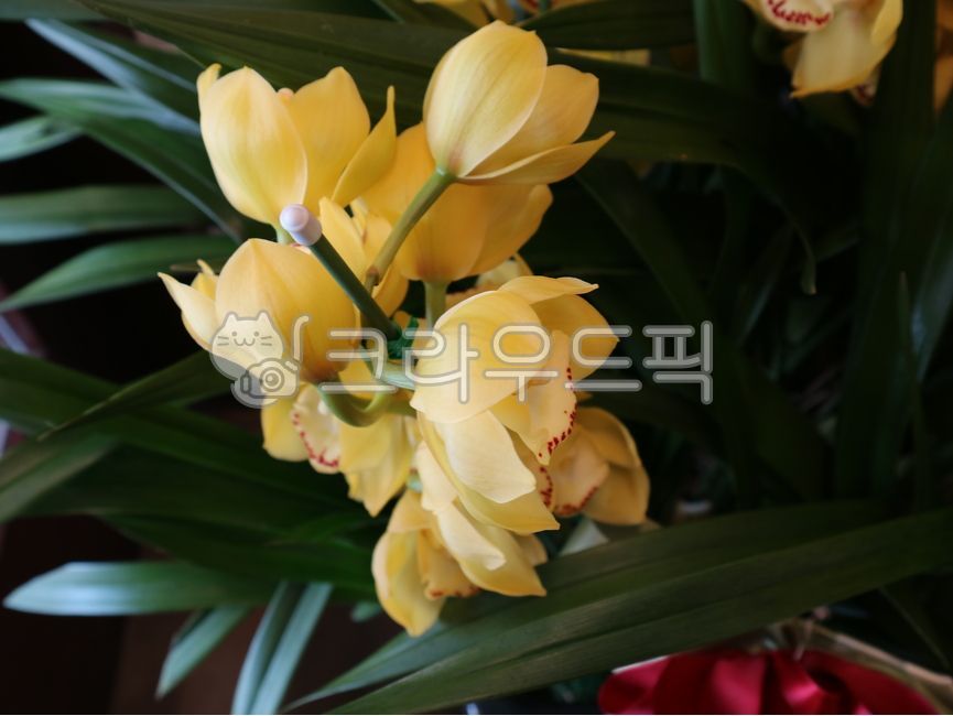 blossom,yellow flower,orchid flower pot,flower