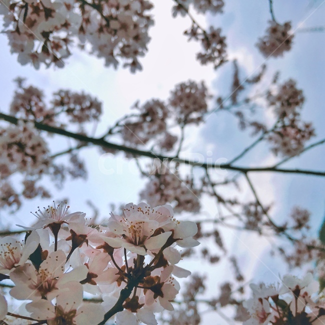 봄,벚꽃,꽃,근접샷,근접,봄,계절,spring,season,식물,자연,plants,nature,꽃,flower,plant,blossom