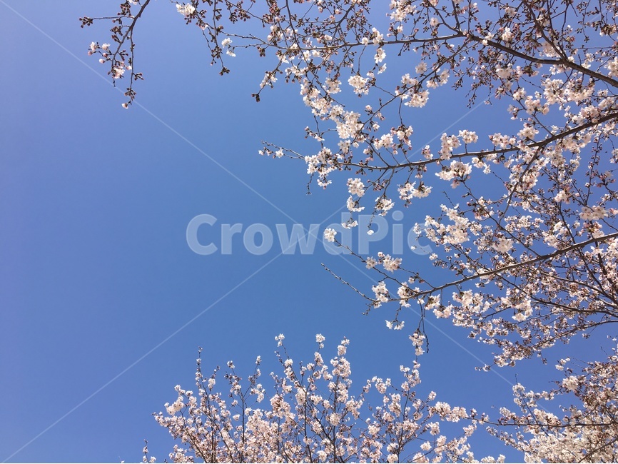 벚꽃,꽃,하늘,풍경,자연,봄,계절,spring,season,식물,자연,plants,nature,꽃,flower,plant,blossom