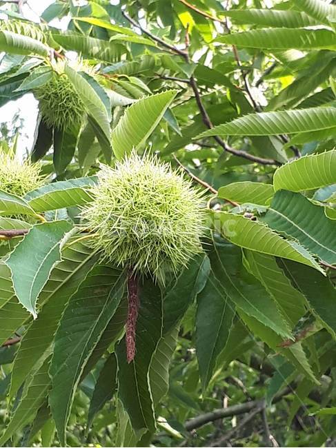 밤나무,가시열매,밤톨이,군밤,별미,식물,자연,plants,nature,과일,열매,fruit