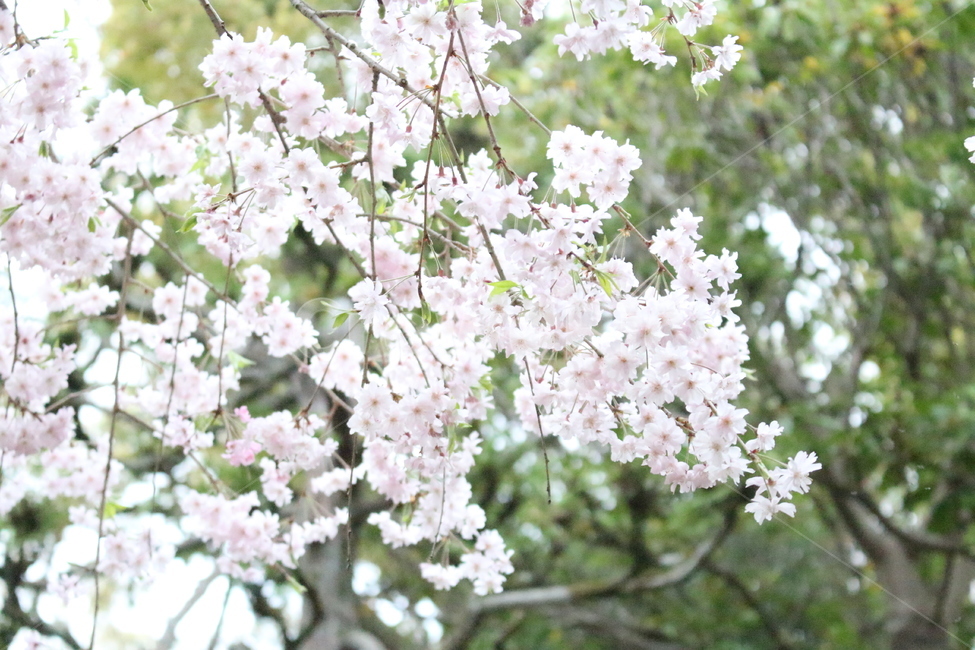 plant,식물,blossom,flower,꽃,cherryblossoms,벚꽃