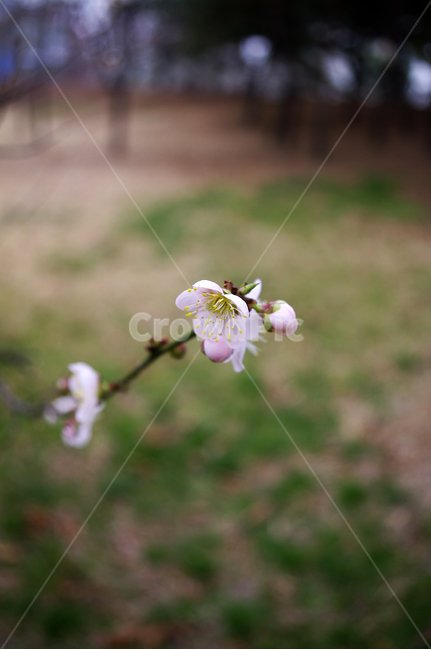 식물,plant,자연,nature,꽃,flower,매화,봄,spring,계절,식물,자연,plants,nature,꽃,flower