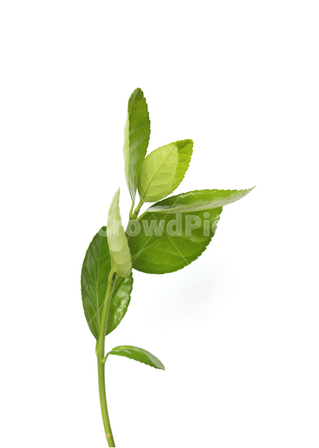 branch,closeup,fresh,green,leaf,leaves,macro,natural,nature,plant,white,가지,나뭇가지,나뭇잎,잎,잎사귀,자연,녹색,그린,클로즈업,신선한,흰배경,사철나무잎,사철나무,식물,자연,plants,nature,누끼,remove background