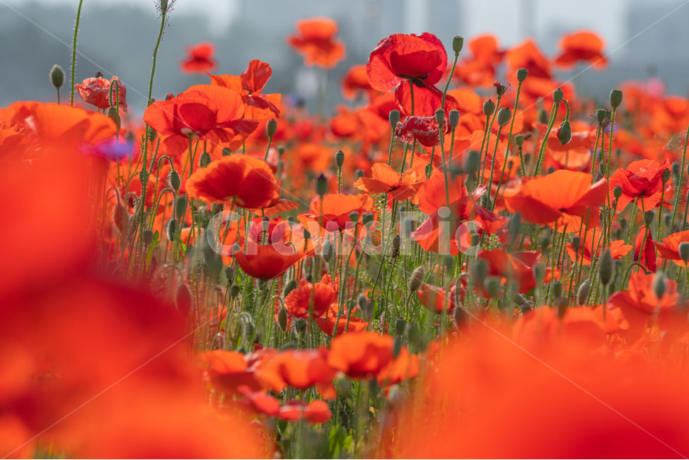 꽃,양귀비,풀,poppy,자연,flowers,natural,식물,자연,plants,nature,꽃,flower