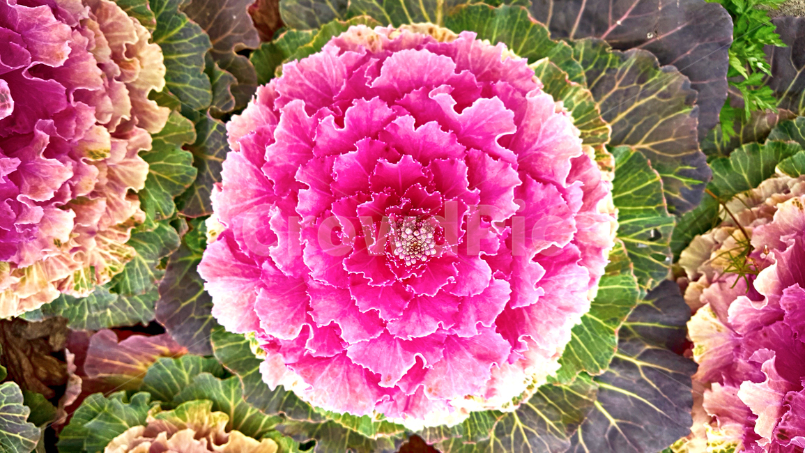 꽃양배추,꽃배추,잎모란,양배추,cabbage,음식,plant,식물,food,야채,vegetable