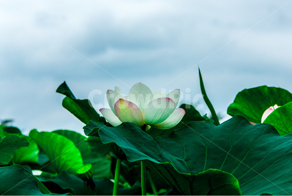 연꽃,연잎,하늘,습지,문양,무늬,식물,자연,plants,nature,꽃,flower