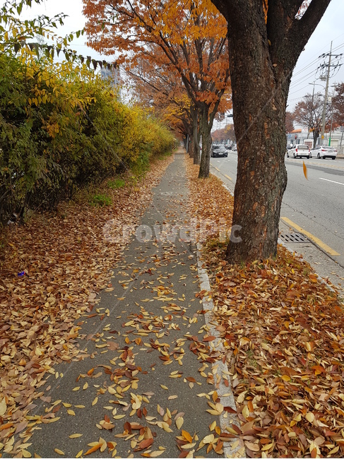 낙엽,가로수길,가을,나무,붉은색