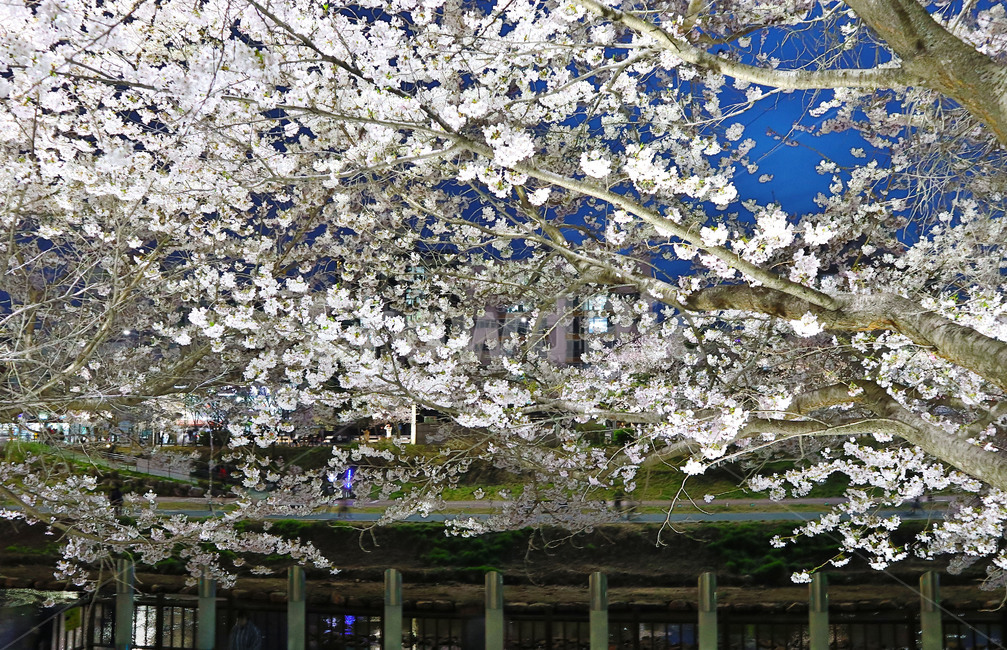 벚꽃,벗꽃,꽃,봄,개화,불광천,봄,계절,spring,season,식물,자연,plants,nature,꽃,flower