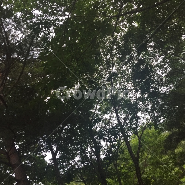 나무,숲,자연,나뭇잎,숲속,힐링