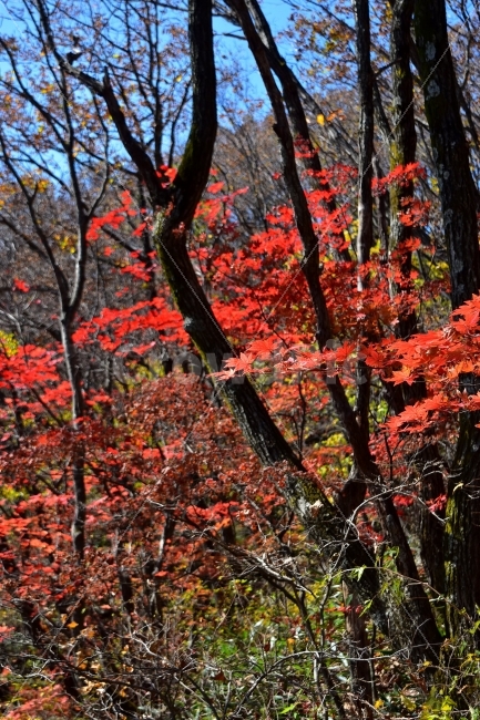 치악산,가을,풍경,단풍,탐방,국립공원,빨간단풍,파란하늘,가을색,오색,울긋불긋,알록달록,그림같은,칼라풀,뷰티플,아름다운,힐링,감성,자연,정취,산세,명산,100대명산,nature,산,등산,트레킹,풍경사진,가을사진,가을색채,가을의정취,맑음,청명,가을날씨,가을,계절,fall,autumn,season,식물,자연,plants,nature,나무,trees,wood,leaf,잎,plant,tree,maple