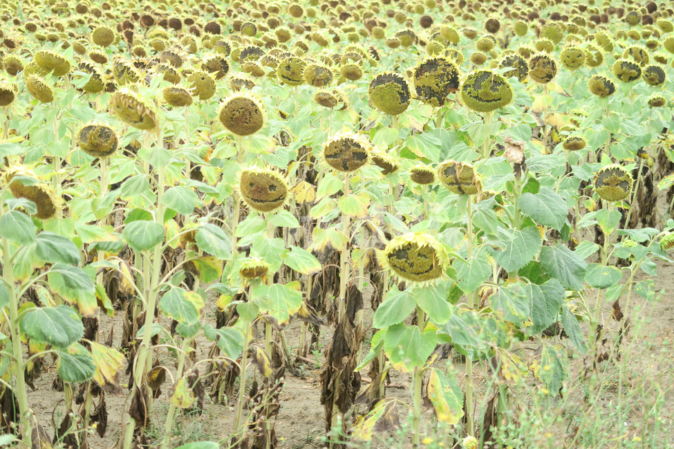 plant,식물,blossom,flower,꽃,해바라기,sunflower