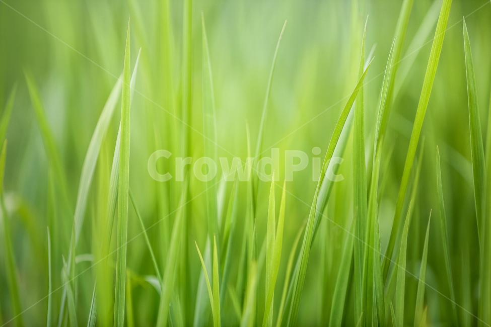 백그라운드,풀잎,싱그러운,들풀,초록,그린,녹색,연두,은은한,편안한,평온,여백,공간,초원,정원,들판,벌판,숲,숲속,환경,생태,푸르른,햇살,흐릿한,배경흐림,아웃포커싱,생기있는,천연,청정,맑은,풋풋한,파릇한,배경,배경화면,분위기,감성,친환경,자연,식물,풍경