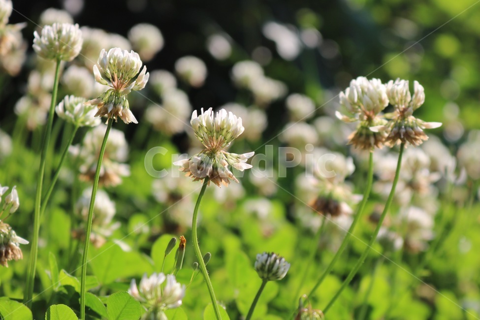 꽃,식물,토끼풀꽃,초록,흰색,flower,plants,rabbitgrassflower,green,white,hana,shokubutsu,usagikusabana,midori,shiro,자연,nature,식물,자연,plants,nature,꽃,flower