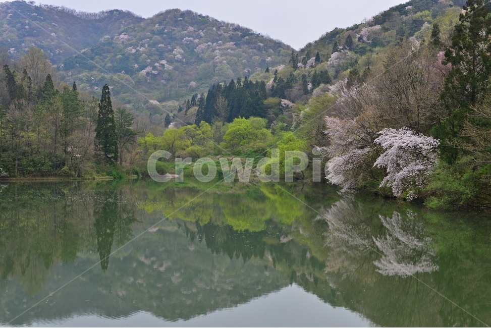 tree,나무,plant,식물,nature,자연,outdoors,옥외,전나무,water,물,화순,세량지,세량제,저수지,세량지봄,벚꽃,산벚꽃,봄,계절,반영,자연,풍경,nature,landscape