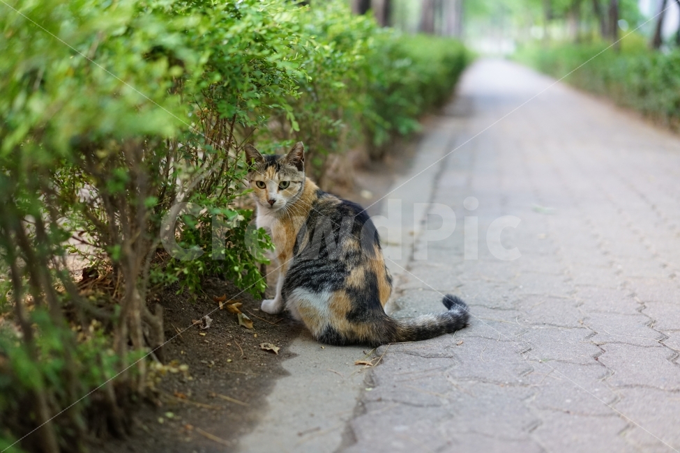 	고양이,동물,야옹이,캣,cat,냐옹이,냐옹,길,거리,일상,풍경,생명,길냥이,길가,일상사진,귀요미,동물,animal,포유류,mammal,고양이,cat,kitten,kitty