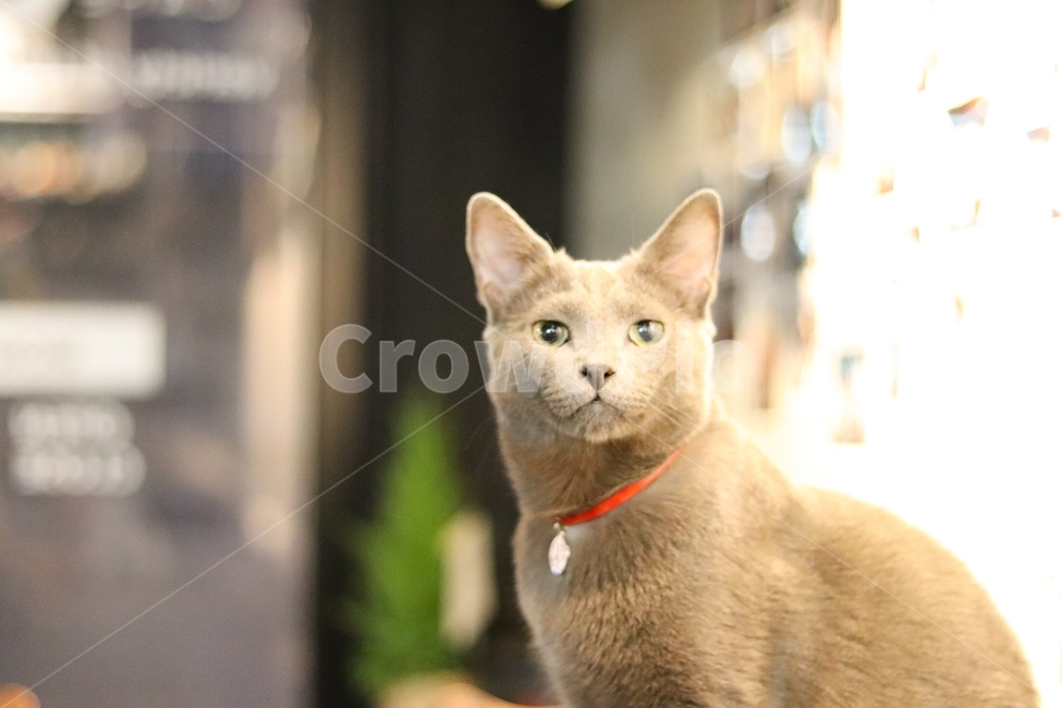 고양이,동물,색감,감성,얼굴,동물,animal,포유류,mammal,고양이,cat,kitten,kitty