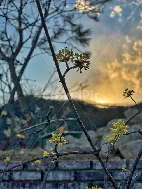 light,빛,flare,플레어,산수유,석양,저녁,산수유꽃,음영,tree,나무,plant,식물