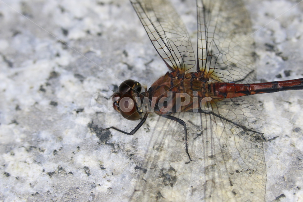 잠자리,접사,곤충,잠자리접사,잠자리확대,곤충확대,클로즈업,dragonfly,곤충접사,잠자리눈,잠자리날개,곤충날개,곤충눈,곤충,벌레,insect,bug