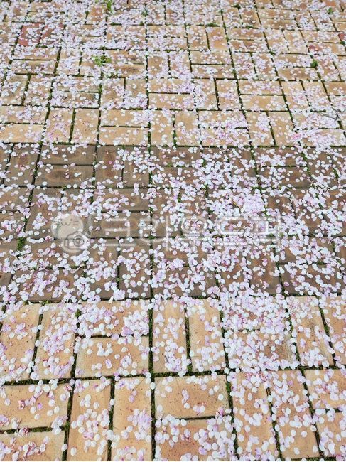 꽃,꽃잎,봄,길,벚꽃