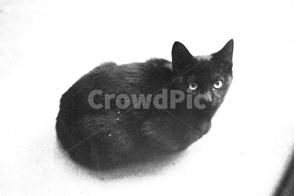 고양이,길고양이,동물,cat,blackcat,animal,동물,animal,포유류,mammal,고양이,cat,kitten,kitty
