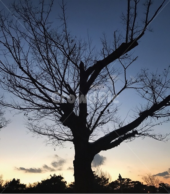 노을,나무,하늘,느낌,감동,울림,남원,식물,자연,plants,nature,나무,trees,wood,실루엣,그림자,silhouette,shadow