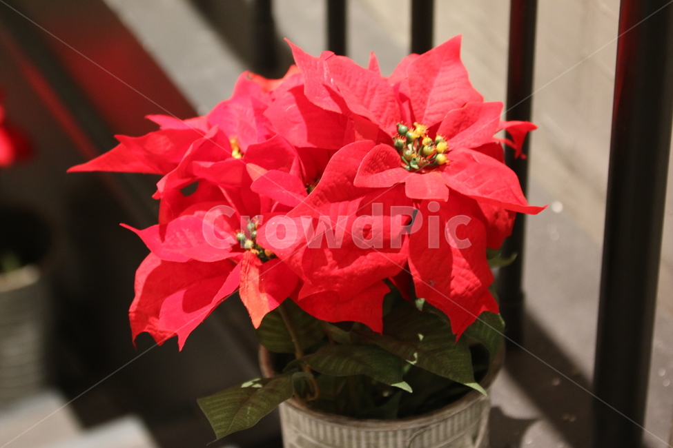 꽃,계단,조명,식물,빨간,화분,실내용화초,화분,화초,house plant