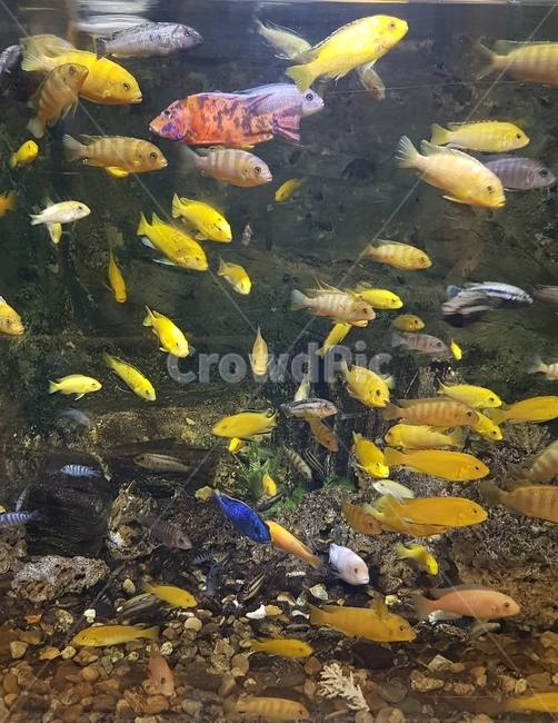 열대어,수족관,노란,물고기,작은물고기,동물,animal,어류,물고기,fish