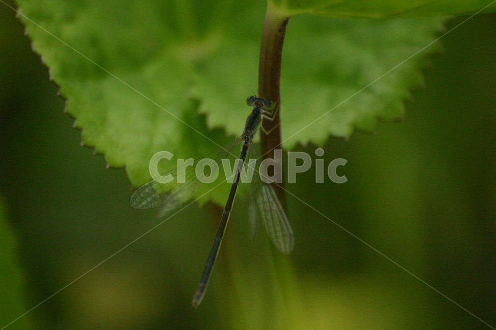 잠자리,dragonfly,곤충,insect,macro,fly,nature,green,bug,leaf,wings,closeup,animal,wildlife,damselfly,closeup,fauna,eyes,blue,summer,detail,insects,grass,garden,wing,wild,close,동물,animal,곤충,벌레,insect,bug