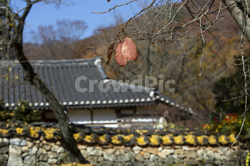 건물,나뭇잎,단풍,나무,담장,담벽,지붕,기와,은행잎,돌담,한옥,가을,계절,낙엽,전통,전통가옥,풍경,가을,계절,fall,autumn,season,한국전통,한국문화,korean traditional,korean culture,건축물,건물외관,exterior,building,structure,architecture,construction,leaf,잎,plant,식물,tree