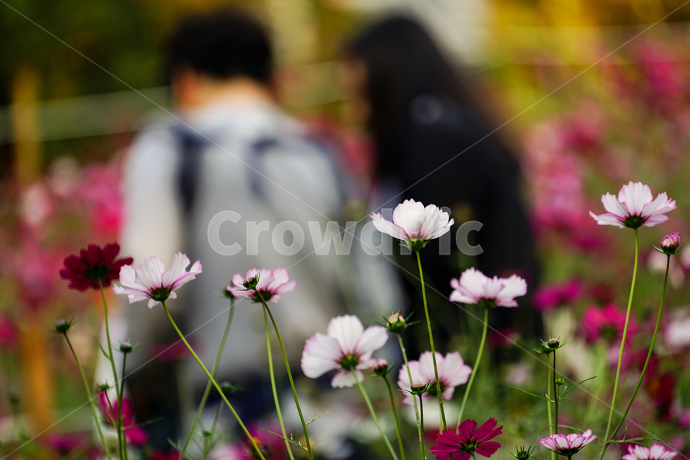 plant,식물,person,사람,human,인간,코스모스,식물,자연,plants,nature,꽃,flower