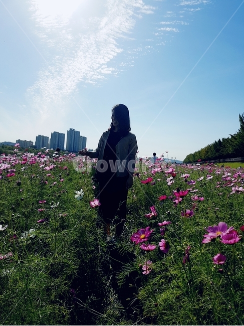 옆모습,여자,코스모스밭,산책,나들이,봄,spring,cosmos