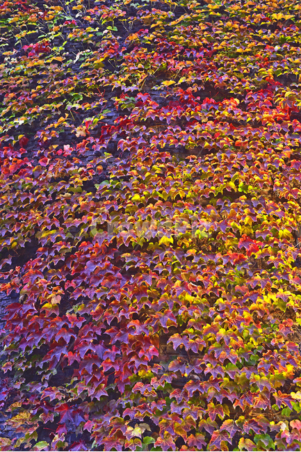 가을,가을배경,담쟁이덩굴,감성풍경,감성사진,계절,시즌,fall,season,autumn,가을단풍,가을풍경,옥외,야외,덩굴식물,식물,잎,plant,leaf,outdoors,background,배경,바탕,백그라운드,단풍패턴,담장,벽,wall,colorful,칼라풀,컬러풀,식물,자연,plants,nature
