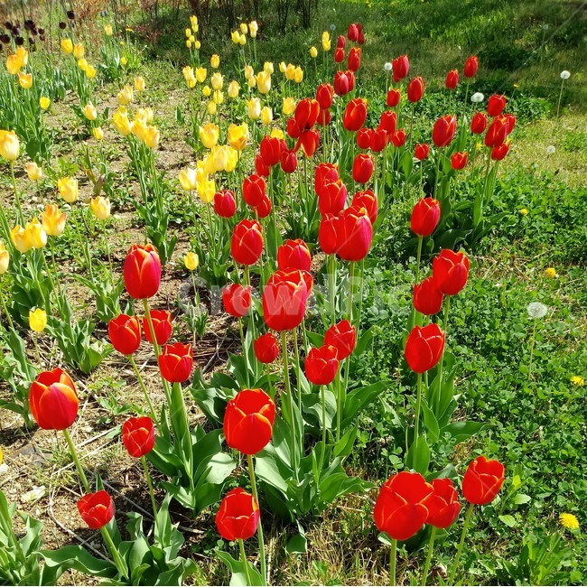 tulip,백합과,구근초,여러해살이화초,꽃,튤립,봄,식물,자연,springseasonflower