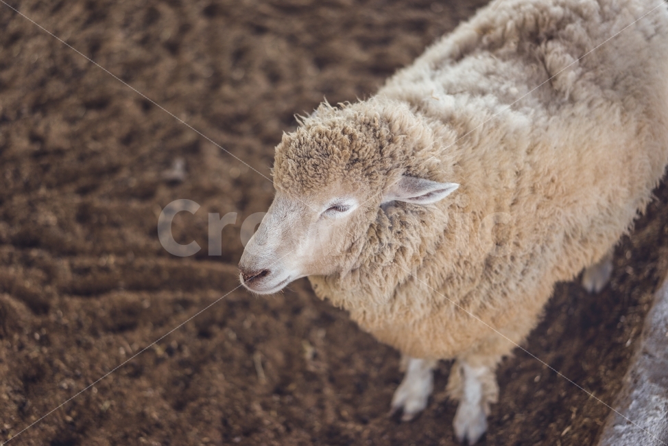 동물원,양,안성,안성팜랜드,동물,animal,동물,animal,포유류,mammal,산업,industry,industrial,목축업,목장,livestock farming,ranching,pasture