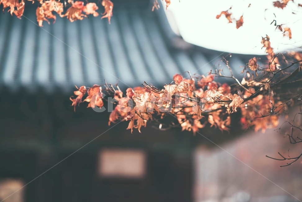 단풍,가을,늦가을,가을가을,감성,감성사진,내맘포토,D750,가을,계절,fall,autumn,season,한국전통,한국문화,korean traditional,korean culture,식물,자연,plants,nature,감성,sensible,feeling,plant