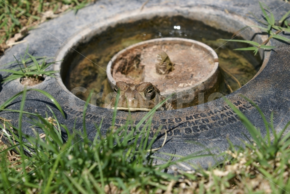 봄,두거비,개구리,좁은세상,타이어,동물,animal,파충류,양서류,reptile,amphibian