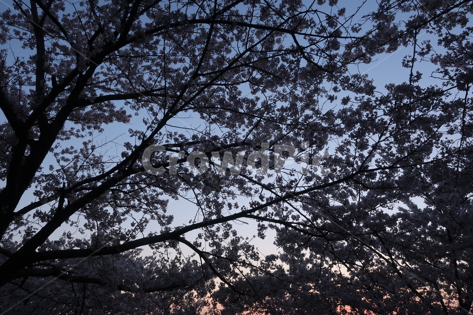 tree,나무,plant,식물,벚꽃,노을,식물,자연,plants,nature,나무,trees,wood