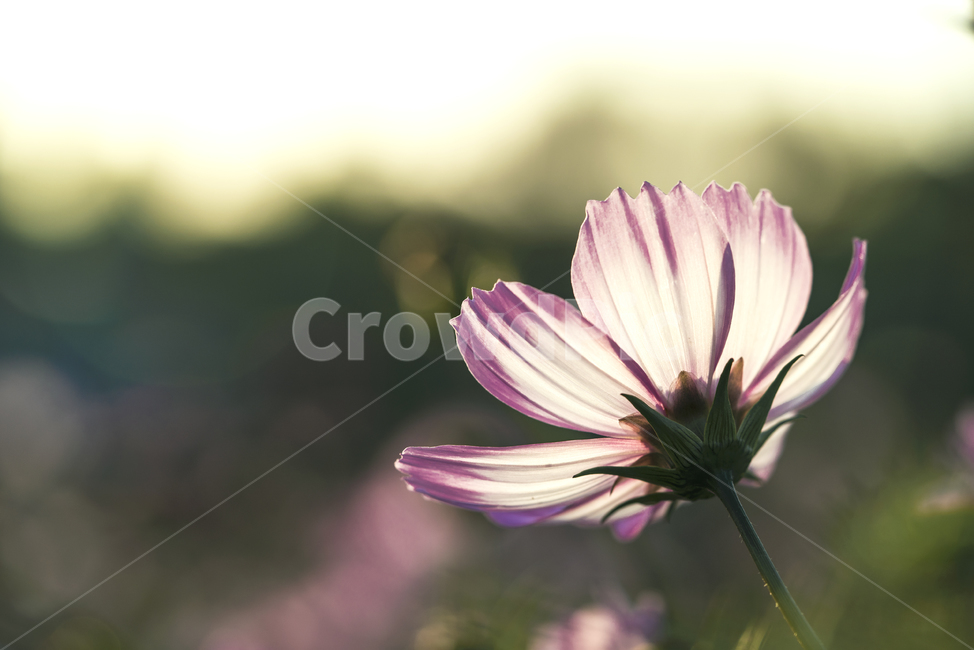 꽃,가을,계절,생명,생물,플라워,flower,코스모스,식물,가을,계절,fall,autumn,season,식물,자연,plants,nature,꽃,flower