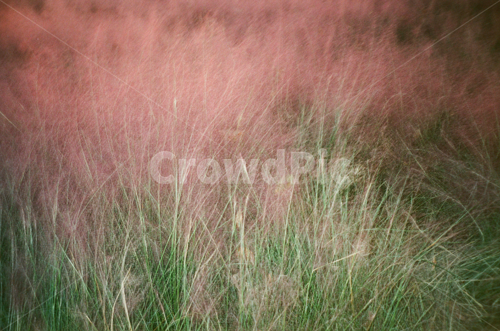 핑크뮬리,꽃,수목원,가을꽃,나들이,데이트,pink,green,autumn,fall,pinkmuhly,flower,picnic