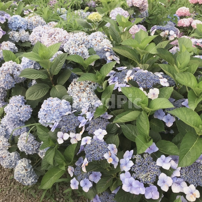 수국,파란색,꽃,flower,blue,꽃말,여름,꽃놀이,힐링