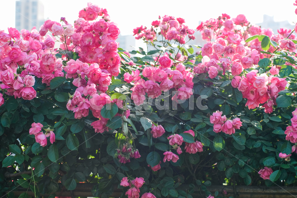 장미,봄,감성사진,핑크,로즈,꽃사진,rose,flower,꽃잎,자연,축제,식물,nature,길,식물,자연,plants,nature,꽃,flower
