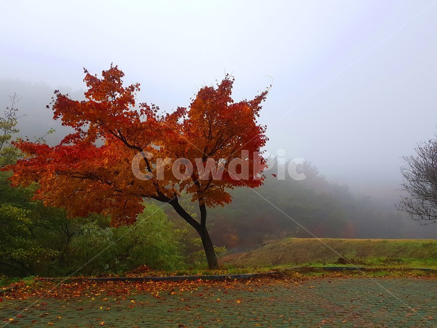 가을,산,나무,단풍,자연,단풍나무,단풍잎,감성,느낌,안개,가을,계절,fall,autumn,season,자연,풍경,nature,landscape,tree,plant,식물,leaf,잎