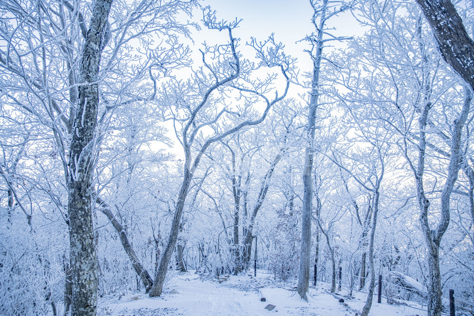 겨울풍경,winter,태백산,겨울,상고대,설산,눈꽃,겨울산,산,겨울푸경,풍경,nature,자연,snow,눈,frost,겨울,계절,winter,season,자연,풍경,nature,landscape
