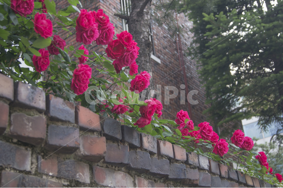 장미,여름꽃,담장,붉은장미,담벼락,식물,자연,plants,nature,꽃,flower