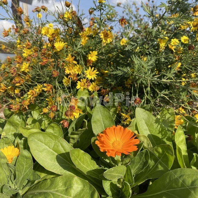 꽃,봄,가을,주황,노랑,자연,풀,plant,식물