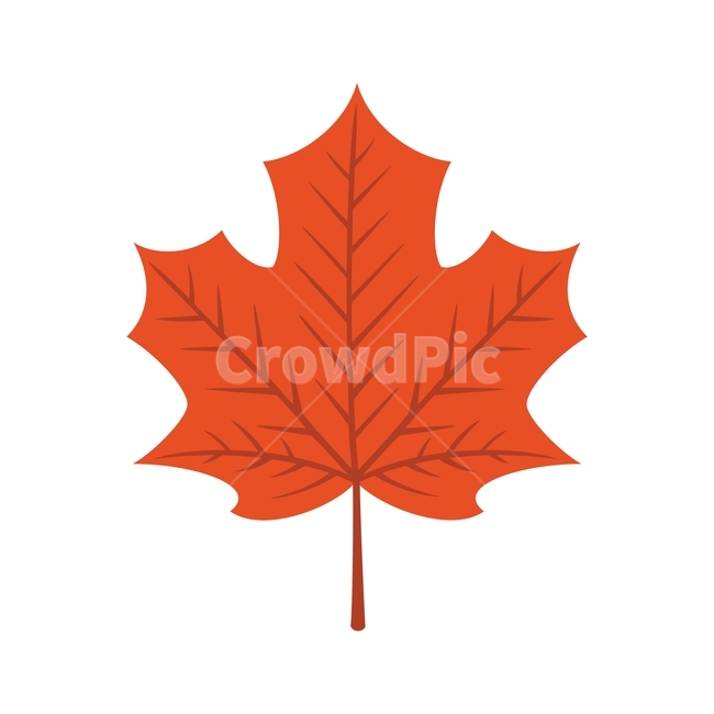 단풍,단풍잎,나뭇잎,가을,잎,낙엽,식물,자연,계절,빨강,autumn,leaf,leaves,fall,디자인,일러스트,season,mapleleaf,maple,plant,red,나무,tree,design,illustration,graphic,vector,가을,계절,fall,autumn,season,그래픽,일러스트레이션,graphic,illustration